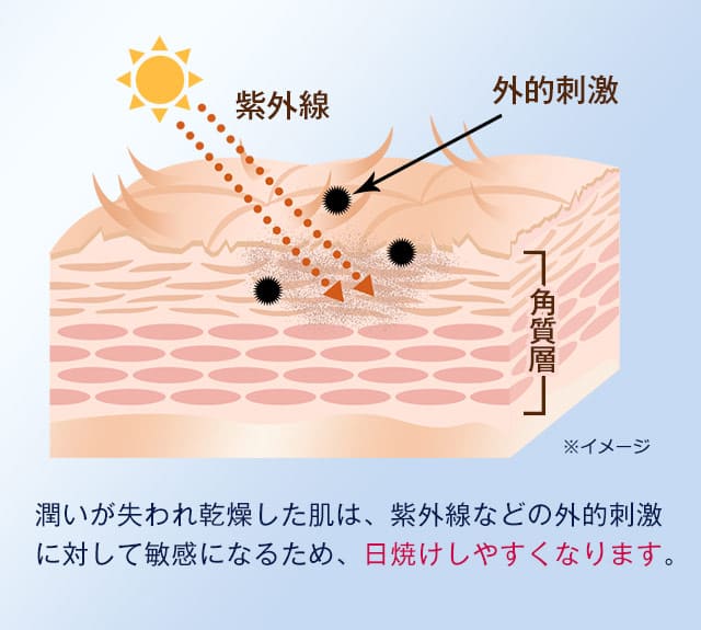 潤いが失われ乾燥した肌は、紫外線などの外的刺激に対して敏感になるため、日焼けしやすくなります。